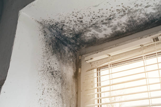 Affordable Black Mold Remediation solutions in Jacksonville, NC