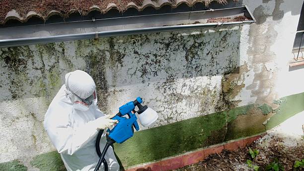 Top rated local Black Mold Remediation specialists in Jacksonville, NC